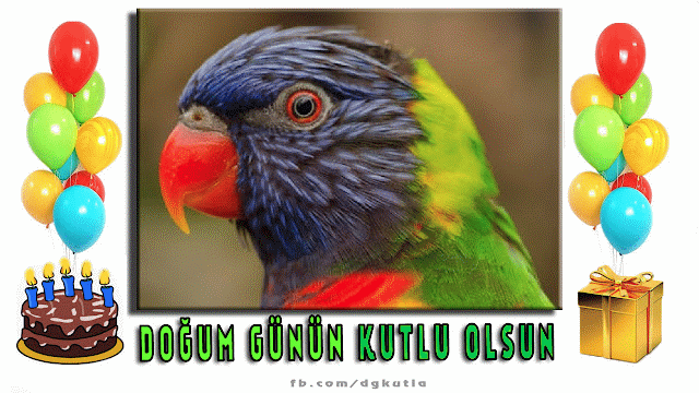 Papağan doğum günü gif resim